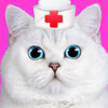 cat pet doctor dentist